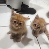 Lepas Adopsi Kucing Persia Hitam Solid dan Orange Belang