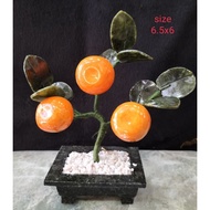 Kiat kiat orange Tree (3 fruits)