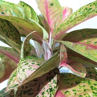 tanaman hias aglaonema / aglonema Bigroy+ pot putih