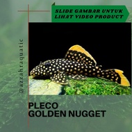 Pleco L018/L081/L177 Golden Nugget Import