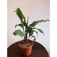 (Live plant) Peace lily 白掌
