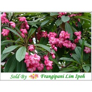 Frangipani / Plumeria – “ Cherry Delight “ ( 2 Fresh Cuttings)