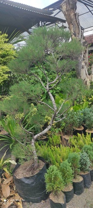 tanaman cemara udang bonsai