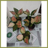 ↂ ♨ ═ Pink Valentine Aglaonema