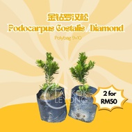 TKL - Outdoor Podocarpus Diamond/Costalis/Twister/Japan/Red Bud FengShui Plant 金钻/旋叶罗汉松/转运罗汉松/日本/红芽/
