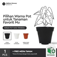 philodendron burle marx - Tanaman hias / Houseplant / Taman