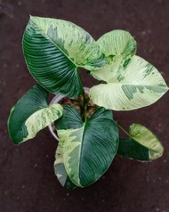 TANAMAN HIAS HOMALOMENA VARIEGATA