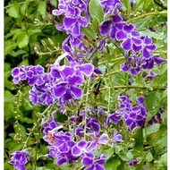 duranta erecta金露花 sky flower pokok bunga hidup hiasan rumah luar, live outdoor houseplant gardens