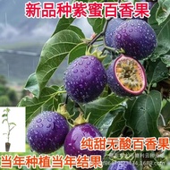 Purple Passion Fruit Seed Golden Spring Autumn Balcony Potted Family Golden Egg Fruit Passion Fruit 