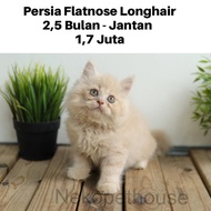 Kucing Kitten Persia Medium - Flatnose Longhair Lucu