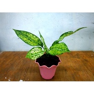 Aglaonema Snow White (GROWN AND LIVE PLANTS) for only 399p pot is included :)