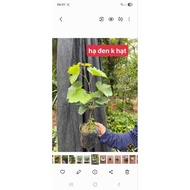 Hello Our Super Seedless F1 Standard Black Summer Grapes are currently in stock