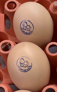 ไข่เชื้อไก่โร้ดขาว Fertile egg of Rhode Island White รับ 10 ฟอง รับฟรีเพิ่มให้อีก 2 ฟอง