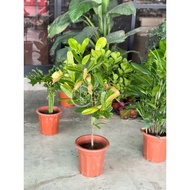 TKL - Outdoor Big Size Garcinia Subelliptica Happiness Tree Real Houseplant (Pot 320 70-80cm) 室外福木幸福