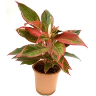 Aglaonema Siam Aurora Plant - Fresh Gardening Indoor Plant Outdoor Plant