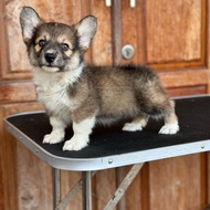 Anjing Corgi semi long hair puppies betina stambum