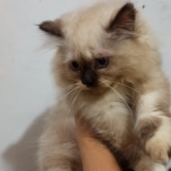 kucing betina himalaya seal point krem cemong 2,5 bulan