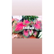 KELADI MERAH/RED CALADIUM/KELADI HIASAN(real live plant)