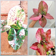 บอนสี เมืองเกาะเกร็ด/ณเมืองนนท์/มณีล้อมเพชร/มัฆวานรังสรรค์/ต้นแข็งแรง