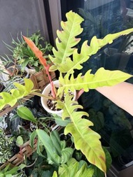 【綠植】4.9更新 黃金火之戒蔓綠絨 Philodendron 'Ring of Fire'中大型盆栽