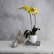 【蘭花盆栽】黃花 蝴蝶蘭盆栽 開幕送禮 升遷 母親節禮物