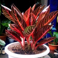 aglonema pos (pride of Sumatra) aglonema red Sumatra ukuran remaja original