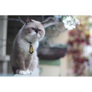 KALUNG KUCING CUSTOM / KALUNG KUCING / KALUNG KUCING LUCU