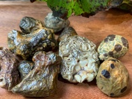 戈壁瑪瑙 鐵線筋脈