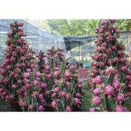 benih buah naga bonsai Import ,isi merah