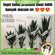 POKOK SKYBIRD / POKOK PISANG / EUCALYPTUS PLANT POKOK HIASAN ARTIFICIAL PLANT VIRAL PREMIUM QUALITY (Ready Stock)