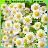 Daisy flower seeds | (1000seeds）Chrysanthemum | Dwarf Shasta Daisy | Ox Eye Daisy | English Daisy