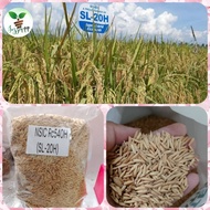 HYBRID RICE SEEDS/ PALAY BINHI NSIC Rc540H (SL-20H) 1KL REPACK CERTIFIED SEEDS