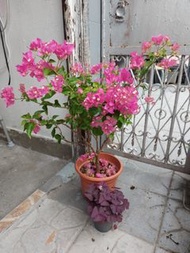 大大盆 三角梅  勒杜鵑 盆栽 Bougainvillea