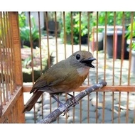 Burung SRDC Ori Bali Pilihan