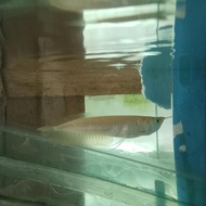 arwana silver albino 25-30cm