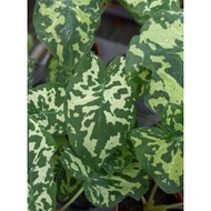 Alocasia/Caladium Hilo Beauty - Beautiful, Exotic Looking Easy Care House Plant with Interesting Pattern