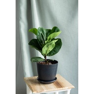 Pokok Fiddle Fig pokok hidup / pokok dalam pasu