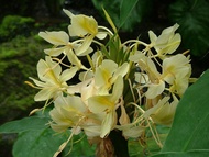 หัวเหง้า-ว่านมหาหงส์ สเลเต ดอกสีเหลือง (Hedychium coronarium) ดอกหอมมาก เหง้าบดผสมน้ำผึ้ง