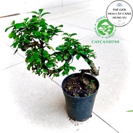 Mini Fujian tea tree for table