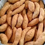 1 KG UBI JALAR CILEMBU .MANIS LEGIT. MENTAH SEGAR .UKURAN SEDANG PARIAN