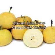 ANAK POKOK KIKUSUI ASIAN PEAR / PEARS