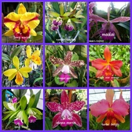 Anggrek cattleya dewasa