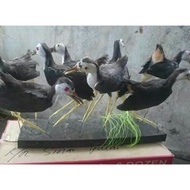 Patung burung wak-wak