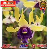 ( KNOP / SPIKE ) ANGGREK DENDROBIUM IMELDA-sudah Knop/Spike-DENDROBIUM