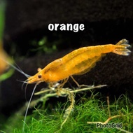 orange neocaridina shrimp aquarium decoration 10+5