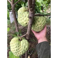 Berjaya Plant Nursery - Pokok Nona/Sugar Apple(Pokok Buah Hidup/Benih Buah-buahan/Fruit Sapling)