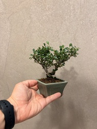 日本長壽梅$320