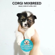 Anjing corgi mix jantan