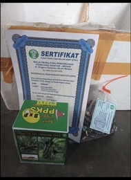 (TERLARIS)BENIH KECAMBAH sawit PPKS SMB/239 MEDAN Asli isi 250 butir BERSERTIFIKAT BELI 1 free serfi