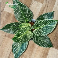 PHILODENDRON BIRKIN - BIRKIN VARIGATA - TANAMAN HIAS AROID - Toko Forest tani 09